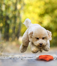 Load image into Gallery viewer, Dog Pet Toy Chew Rubber Ring Pet Play Fetch Aggressive chewers Durable Non-toxic